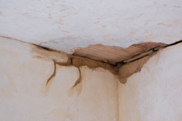 Best Mold removal after water damage  in Kensington Park, FL