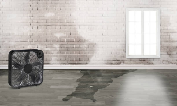 Best Local water damage restoration  in Kensington Park, FL